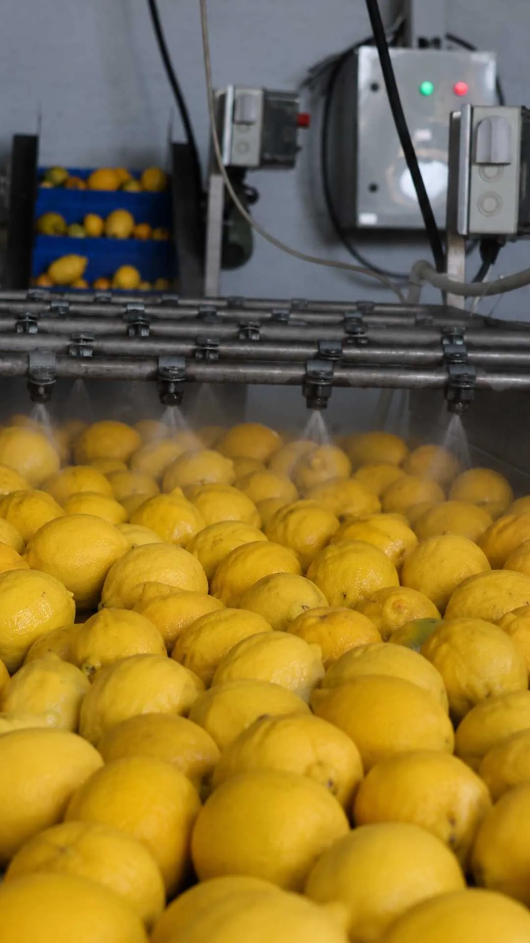 Üretim hattında yıkanan taze limonlar
